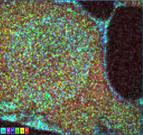 An unstained plant leaf cell fixed with aldehydes and embedded in LR white, section at 100nm thickness, showing the nucleus, vacuoles, tonoplast and cell membrane using elemental maps alone, no electron data is included in the image