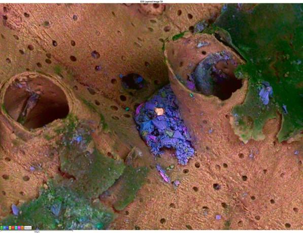 貝殻上堆積物　15kV　低真空