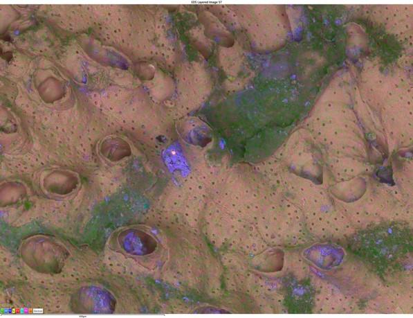 貝殻上堆積物　15kV　低真空