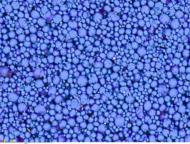 Unity によるBEXイメージング：バッテリー正極材の異物分析