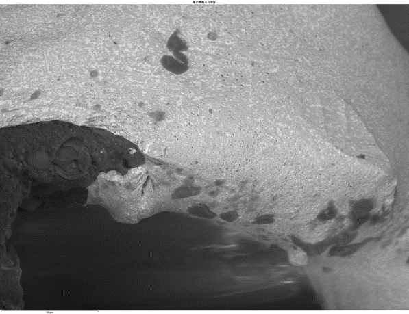 SEMによる 反射電子イメージング：ICチップ　はんだ表面