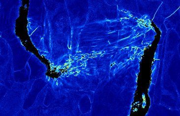 Strain at crack tips in duplex steel